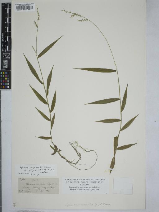 Oplismenus compositus var. rariflorus (J.Presl) U.Scholz - 000070318