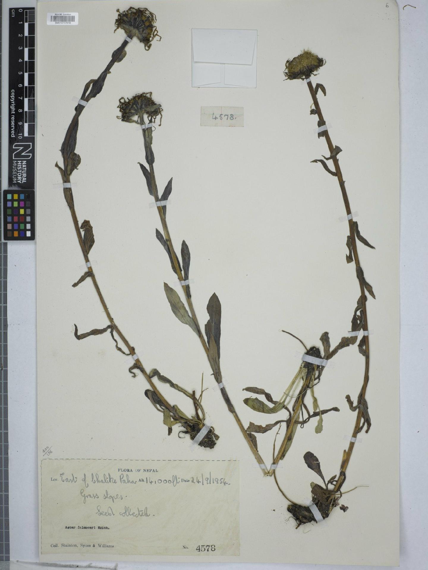 To NHMUK collection (Aster falconeri subsp. nepalensis Grierson; NHMUK:ecatalogue:9151912)