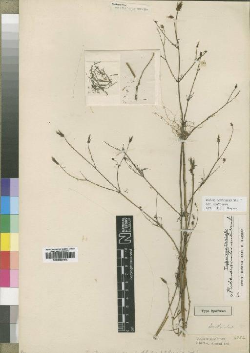 Bidens acuticaulis Sherff - BM000924478