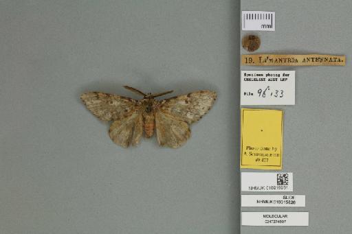 Lymantria antennata Walker, 1855 - 010916931