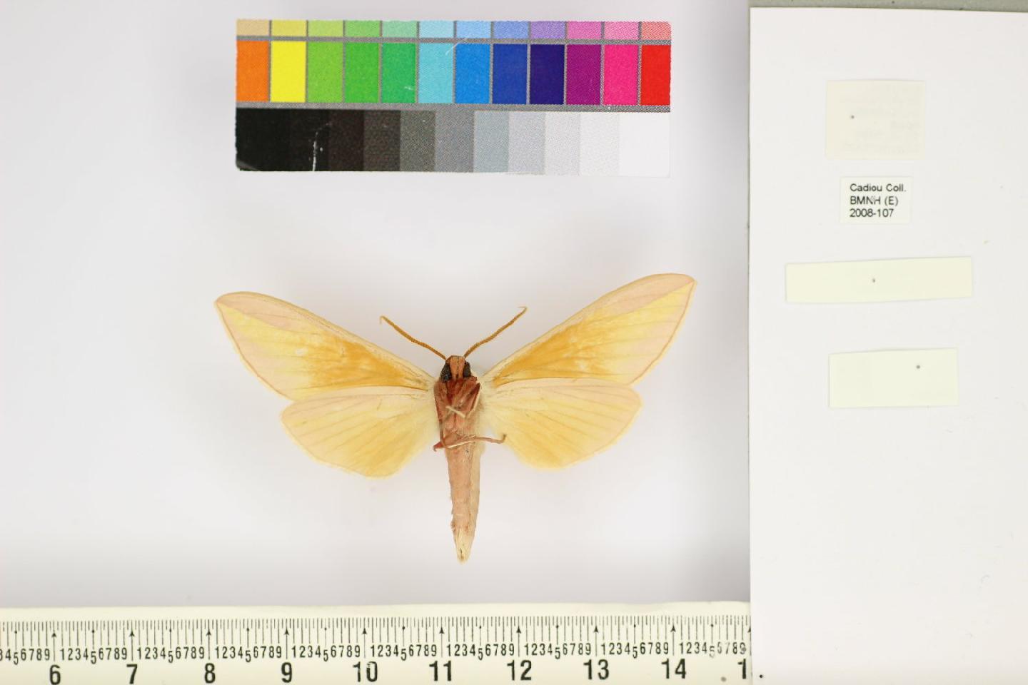 Leucophlebia lineata thumbnail