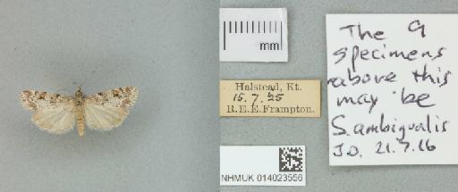 Eudonia lacustrata (Panzer, 1804) - 014023556_151438_1083341