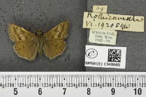 Erynnis tages tages (Linnaeus, 1758) - BMNHE_1348685_157719