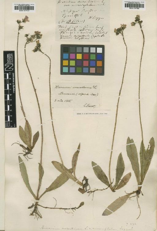 Hieracium fuscum subsp. permixtum Nägeli & Peter - BM001047620