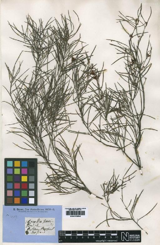 Grevillea parviflora R.Br. - BM000839546 (2)