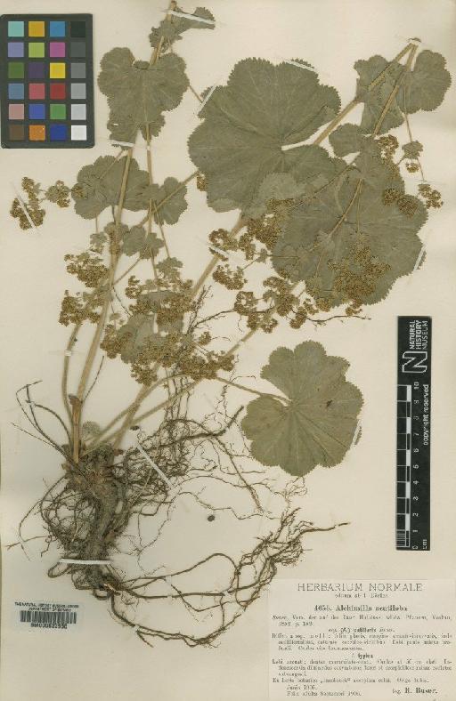 Alchemilla L. - BM000622988