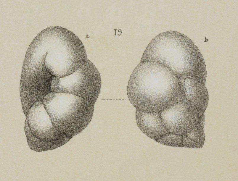 To NHMUK collection (Bulimina declivis Reuss, 1863; NHMUK:ecatalogue:3092014)
