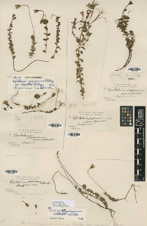 Epilobium detznerianum Schltr. ex Diels - BM000984336