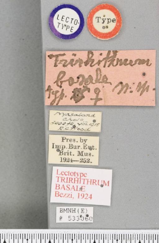 Trirhithrum basale Bezzi, 1924 - BMNHE_533060_label_27088