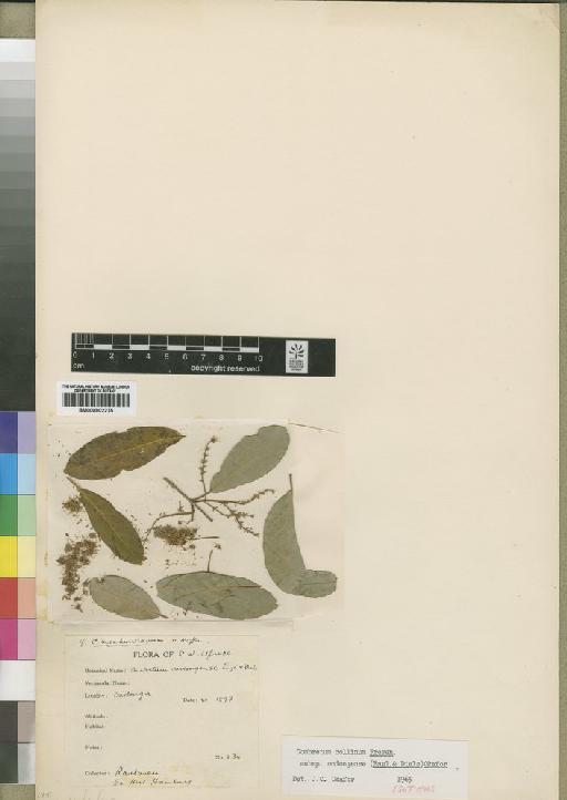 Combretum collinum subsp. ondongense (Engl. & Diels) Okafor - BM000902275