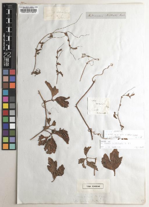 Cissus trifoliata (L.) L. - BM000053500