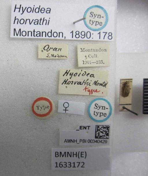 Hyoidea horvathi Montandon, 1890 - Hyoidea horvathi-BMNH(E)1633172-Syntype female dorsal & labels