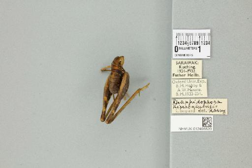 Rhaphidophora kinabaluensis Karny, 1925 - 012496520_72106_85613