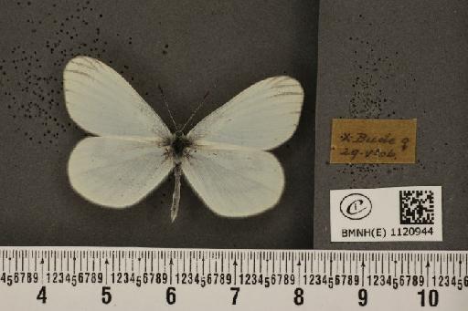 Leptidea sinapis sinapis Linnaeus, 1758 - BMNHE_1120944_74720