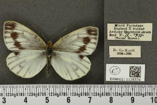 Pieris napi ab. emiobscurata Müller, 1938 - BMNHE_1128374_81070