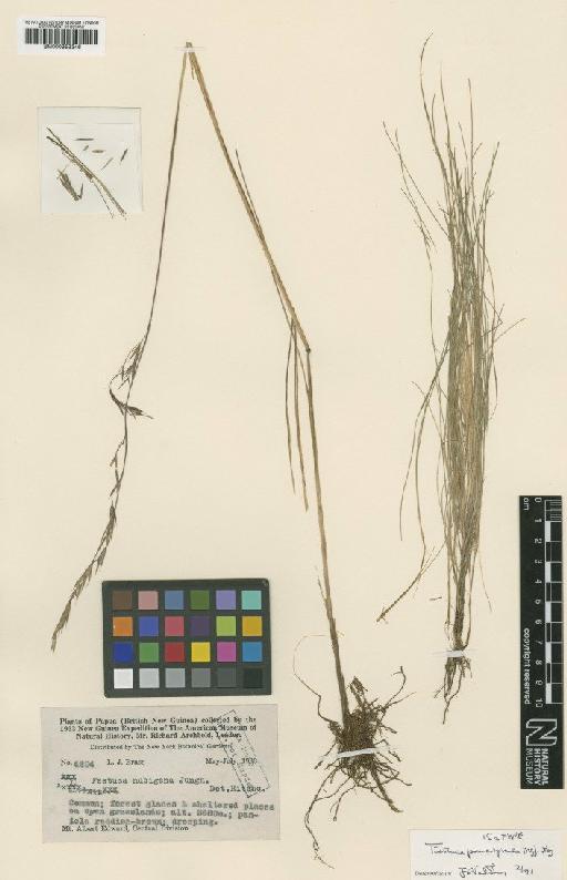 Festuca paucispicula Markgr.-Dann. - BM000959346