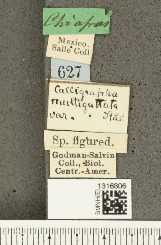 Calligrapha (Polyspila) multiguttata Stål, 1859 - BMNHE_1316806_label_15924