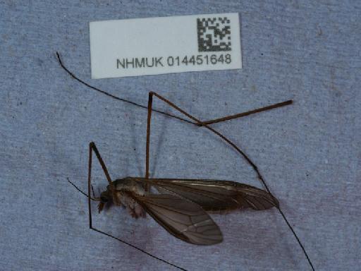 Tipula (Tipula) paludosa Meigen, 1830 - 014451648_1