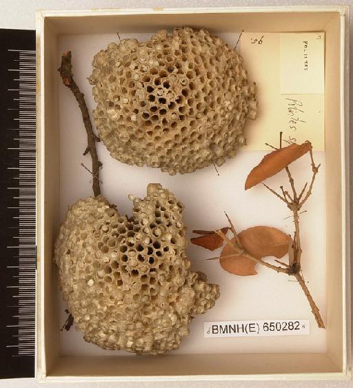 Polistes Latreille, 1802 - Hymenoptera Nest BMNH(E) 650282