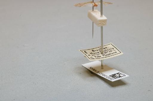 Nectopsyche - 014412940_additional_2