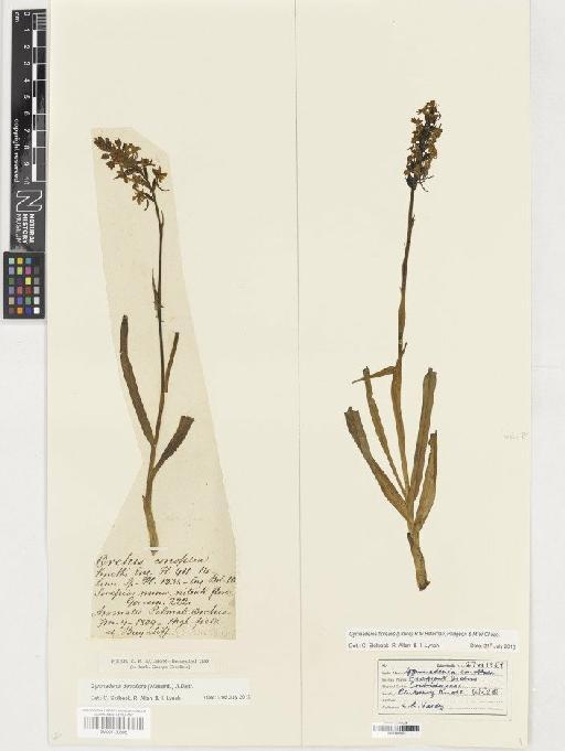 Gymnadenia densiflora (Wahlenb.) A.Dietr. - BM001165507