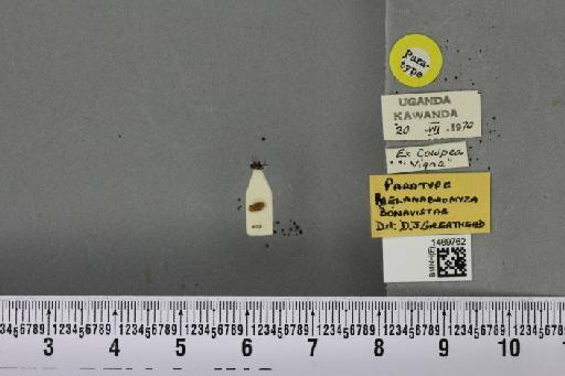 Melanagromyza bonavistae Greathead, 1971 - BMNHE_1469762_44924