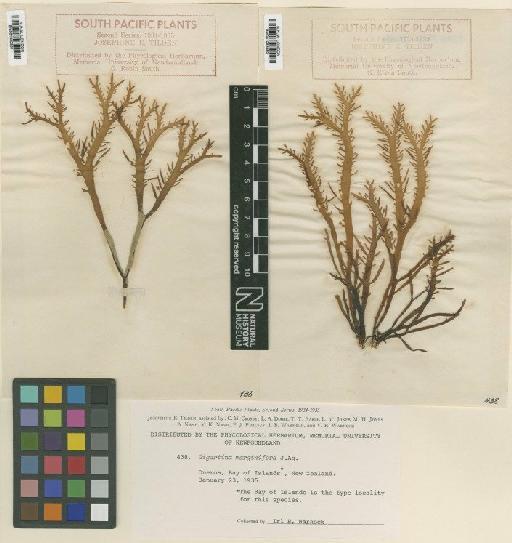 Gigartina marginifera J.Agardh - BM001082391