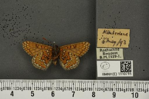Euphydryas aurinia (Rottemburg, 1775) - BMNHE_1110715_52435