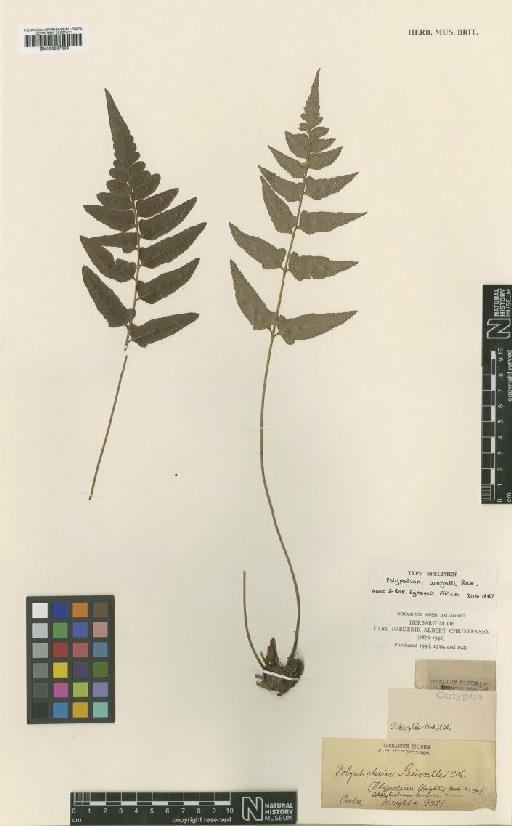 Polystichum wrightii Baker - BM000937898