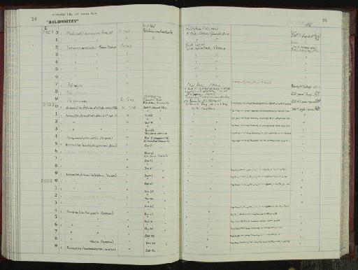 Acrocoelites (Odontobelus) subtricissus Kolb - NHM-UK_P_DF118_06_38_0157