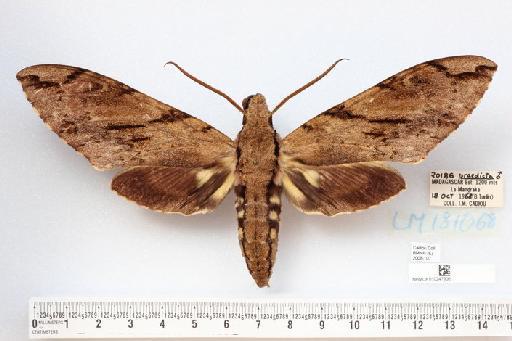 Xanthopan praedicta (Rothschild & Jordan, 1903) - NHMUK010247906_Xanthopan_morganii_praedicta_male_dorsal_&_labels