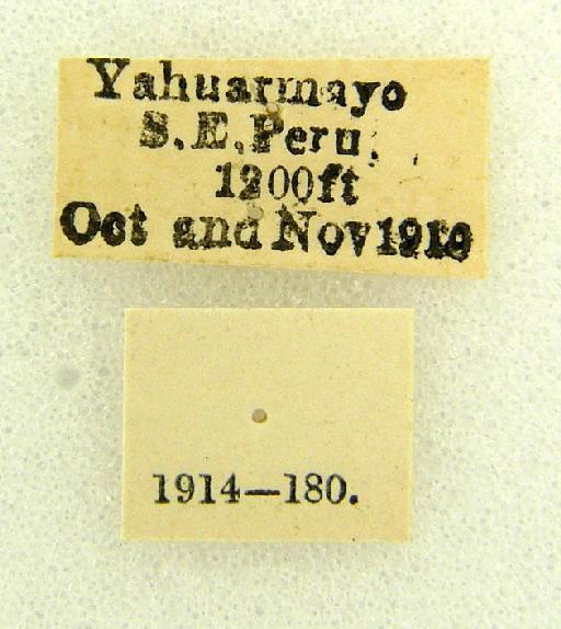 Simena Walker, 1856 - Simena sp. 1054344 labels