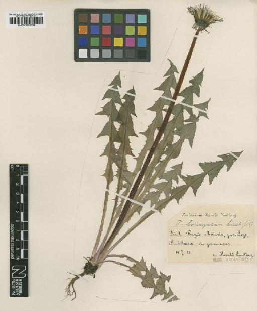 Taraxacum triangulare H.Lindb. - BM001066704