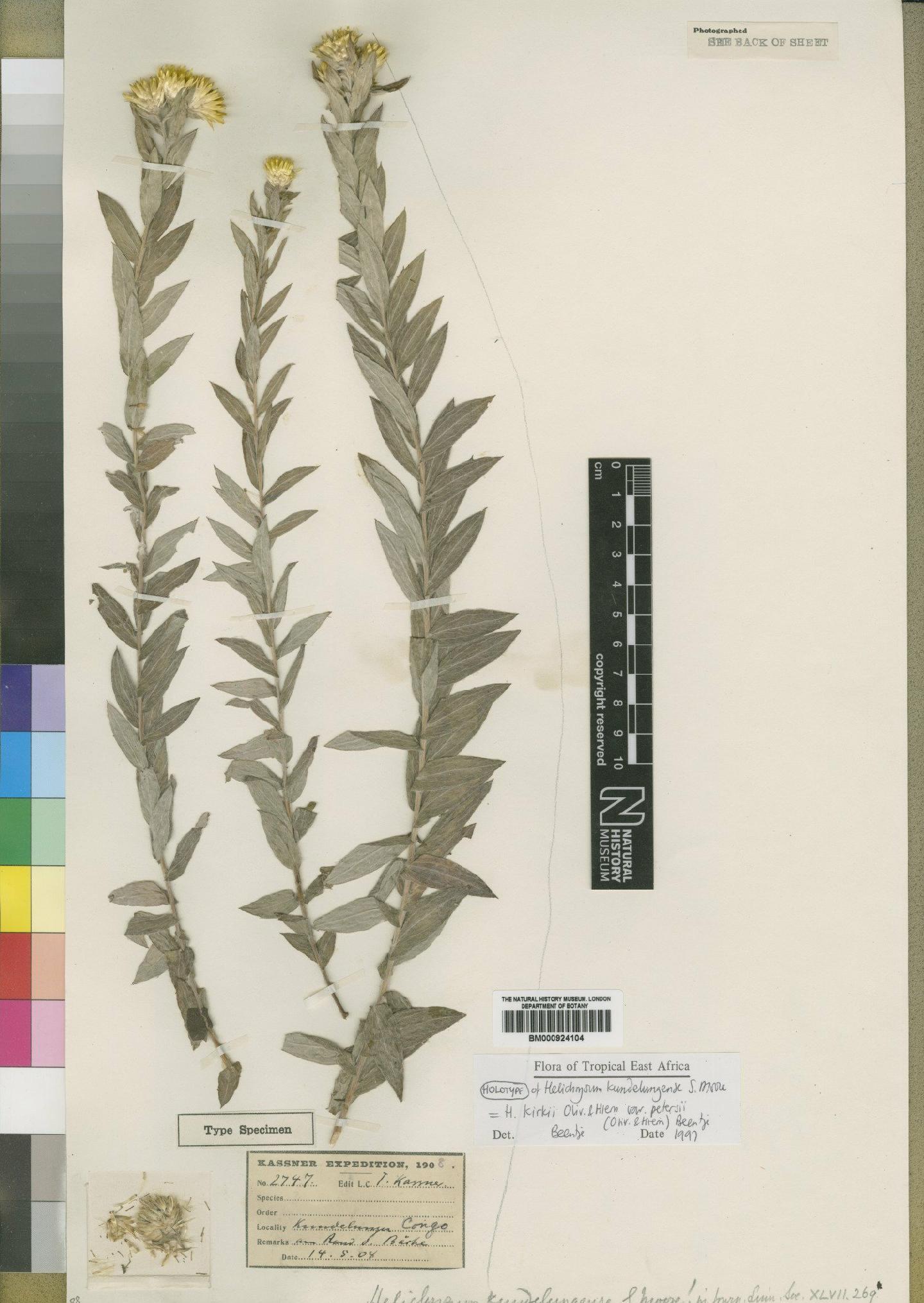 To NHMUK collection (Helichrysum kundelungense Moore; Holotype; NHMUK:ecatalogue:4529132)