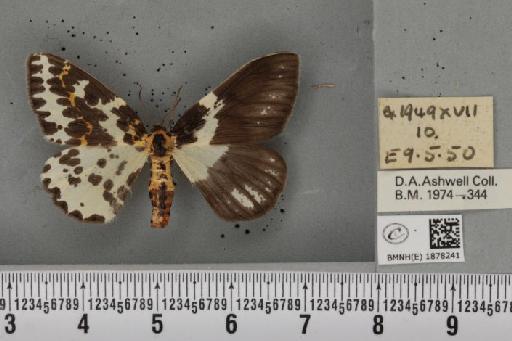 Abraxas grossulariata (Linnaeus, 1758) - BMNHE_1878241_437288