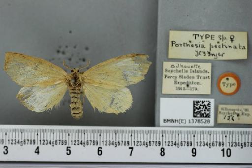 Euproctis pectinata Fryer - BMNH(E) 1378528 Porthesia pectinata Fryer 1912 syntypus Female 3