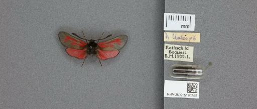 Zygaena (Mesembrynus) purpuralis segontii Tremewan, 1958 - 015190345_additional