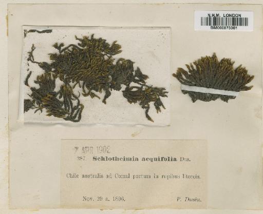 Schlotheimia aequifolia Dusén - BM000873361