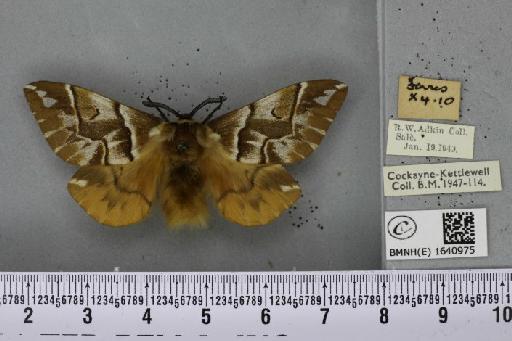 Endromis versicolora ab. clara Tutt, 1902 - BMNHE_1640975_203046