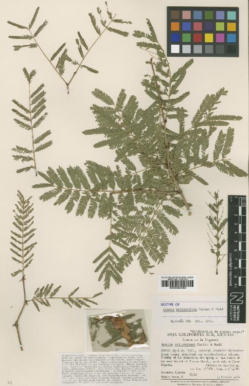 Acacia kelloggiana A.M.Carter & Rudd - BM000952380