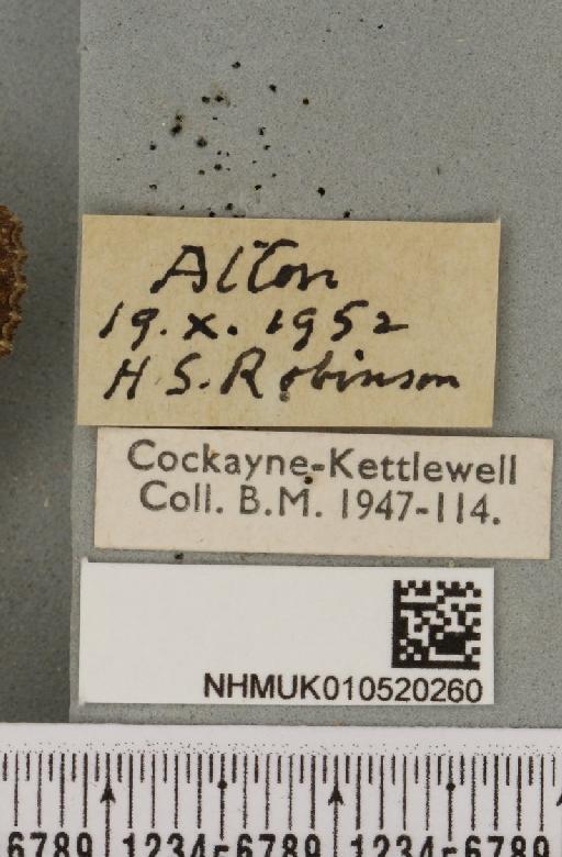 Allophyes oxyacanthae (Linnaeus, 1758) - NHMUK_010520260_label_573782