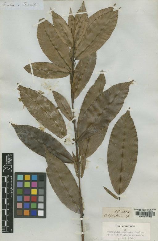 Calophyllum bracteatum Thwaites - BM000611326