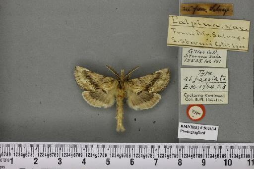 Pterostoma palpina ab. fasciata Cockayne, 1944 - Joanna_043450_246621