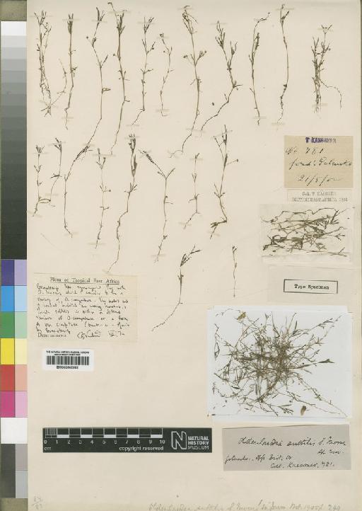 Oldenlandia linearis DC. - BM000902952