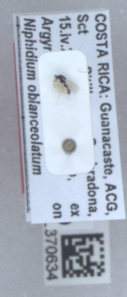 Euplectrus eowilsoni Hansson, 2015 - Euplectrus eowilsoni 010370634 PT M crop