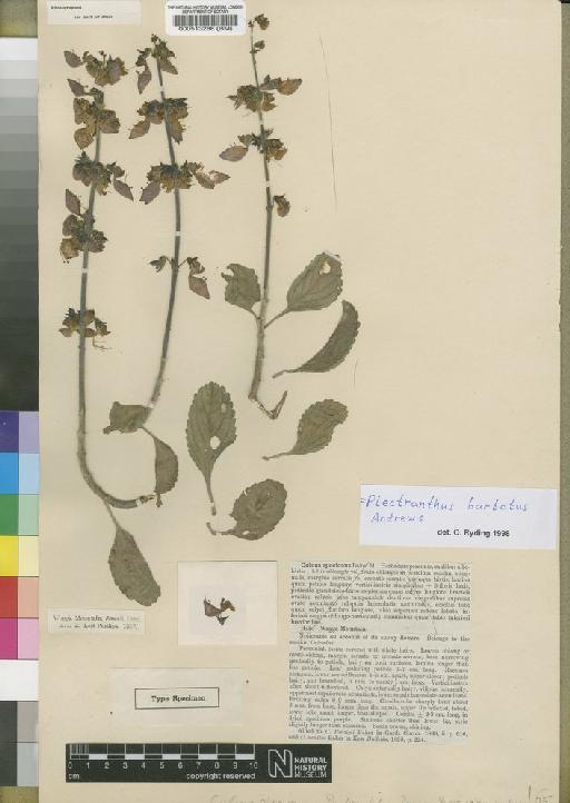 Plectranthus barbatus Andrews - BM000513288
