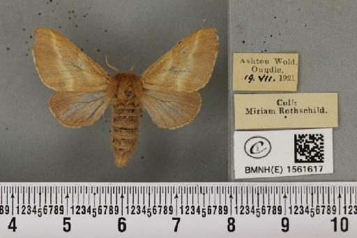 Malacosoma castrensis castrensis (Linnaeus, 1758) - BMNHE_1561617_239960