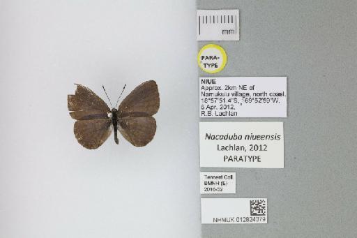 Nacaduba niueensis Lachlan, 2012 - 012824379_Nacaduba_niueensis_Lachlan_2012_PT