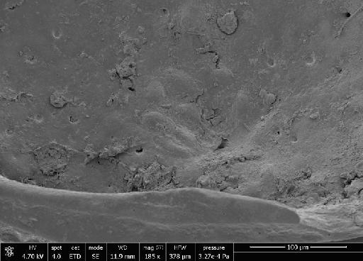 Austroaurila recurvirostrata (Skogsberg, 1928) - OS19992_cgmq_0631.tif