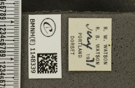 Lysandra coridon ab. confluens Tutt, 1910 - BMNHE_1148339_label_101479